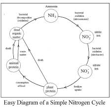 Easy Diagram Of The Nitrogen Cycle Reading Industrial
