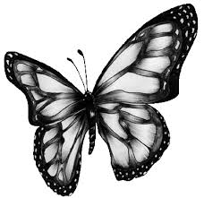 Bildresultat för fjärilar