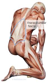 stretching muscle fascia