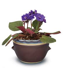 Ceramic pots are among the best african violet pots. In The Studio African Violet Pot Ceramic Arts Network