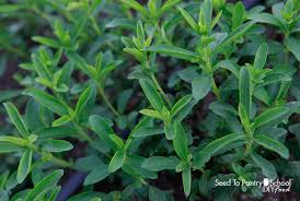 How To Grow Stevia And Preserve Stevia Leaf Seed To Pantry