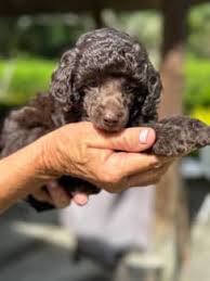 toy poodle puppies available now
