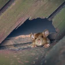 Mice Get Inside Green Pest Solutions