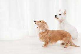 Dog Breed Compatibility Discover Your Dogs Best Fit