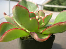 Shop great deals on echeveria light watering cactus & succulent plants. Echeveria Hybrid 8 Jpg