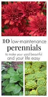 Easy to grow flowers need hardly any care. 10 Low Maintenance Perennials Western Garden Centers Perennials Plants Perennial Garden