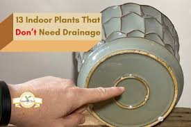 Indoor Plants That Don T Need Drainage