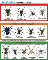 Spiders Of California Google Search