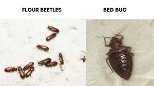 14 bugs that look like bed bugs with
