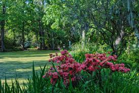 magnolia plantation gardens gardens