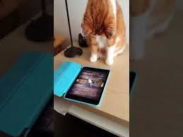 When your mouse cursor is over a button in, say, the mail app, or over a dock icon, it's highlighted to indicate that you can press it with the mouse. Cat Cathching A Mouse On The Ipad App Mouse For Cats Cats Cat Mouse Cat Playing