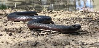 Serious, analytical, confident and intuitive, snakes are the male members in your family will be vulnerable. Does Australia Really Have The Deadliest Snakes We Debunk 6 Common Myths