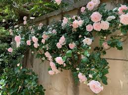 climbing roses go above and beyond