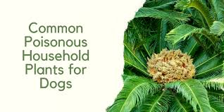 Poisonous Plants For Dogs And How To