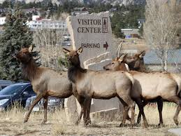 Where to View Elk in Estes Park | Valhalla Resort