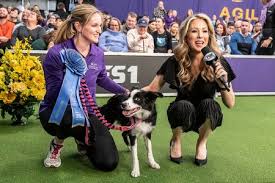 The westminster kennel club dog show will return for the 145th year at madison square garden on february 15 & 16, 2021! Westminster Kennel Club Fox Sports Presspass