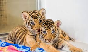 tiger cubs wallpapers wallpaper cave