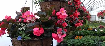 10 best plants for hanging baskets in