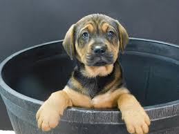 Find dogs and puppies for sale, near you and across australia. Petland Puppies Gallipolis Ohio