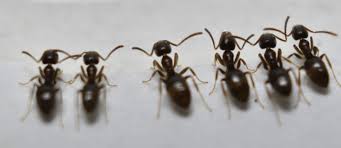 How To Get Rid Of Ants Methods That