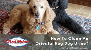 how to clean an oriental rug dog urine