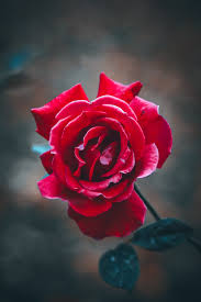 shot of a red rose free stock photo