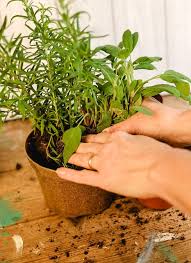 Diy Kitchen Herb Garden Gift Idea