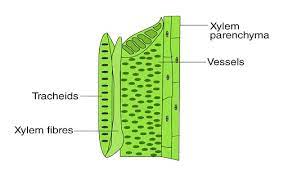 xylem types structure