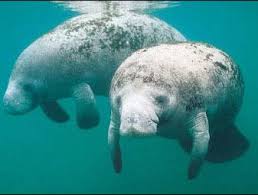 Now she fights as a defender of the with the help her adorable sidekick baby manatee, her hunky marine biologist boyfriend, and plain. Manatees Belize Animals Caribbean Critters