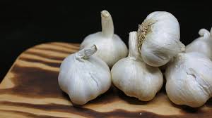 garlic water pesticide for plants