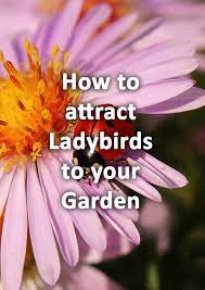 to attract ladybirds to your garden