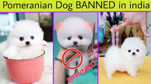 pomeranian dog banned in india