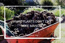 What Plants Don T Like Horse Manure