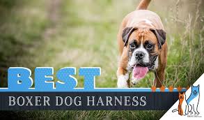 6 Best Dog Harnesses For Boxers In 2019