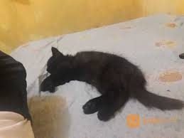 Terjual kucing persia umur 2 bulan cod kaskus. Kucing Persia Peaknose Umur 3 Bln Sehat Lincah Terawat Pekanbaru Jualo