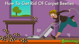treatment for killing carpet beetle eggs