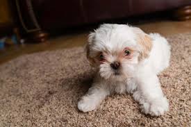 white dog laying on a brown carpet