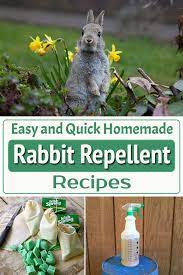 Homemade Rabbit Repellent Recipes