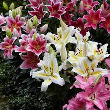 lily perfume garden series thompson