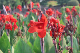 Seasonal development plants flower in early to late spring. 40 Types Of Red Flowers With Pictures Flower Glossary