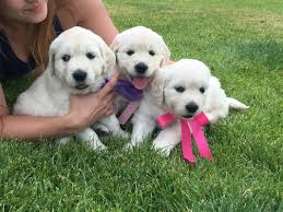 With more than ten plus years of breeding experience, we have successfully placed the healthiest, happiest and finest akc english cream golden retriever puppies throughout the pacific northwest. Utah English Cream Golden Retrievers Home