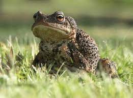 tips on how to get rid of garden toads