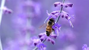 honey bee on lavender flower hd