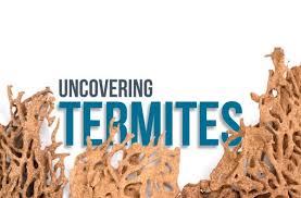 termite awareness learn to spot the signs