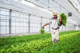 maximize profit in greenhouse farming