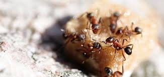 get rid of sugar ants pointe pest control