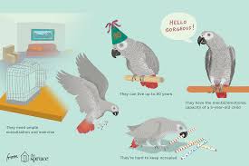 Facts About African Grey Parrots