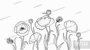drawing flowers poppy flower clip art