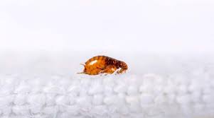 how to get rid of fleas in your carpet