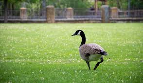 We have spent years talking with customers and developing geese deterrents that answer their questions of how to get rid of geese? and how to keep geese off my lawn?. Keep Geese Off Lawn Without Any Hassle Florida Independent